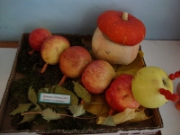 reg-school.ru/tula/volovo/dvorik_school/News/20141017_Dari_oseni_05.jpg